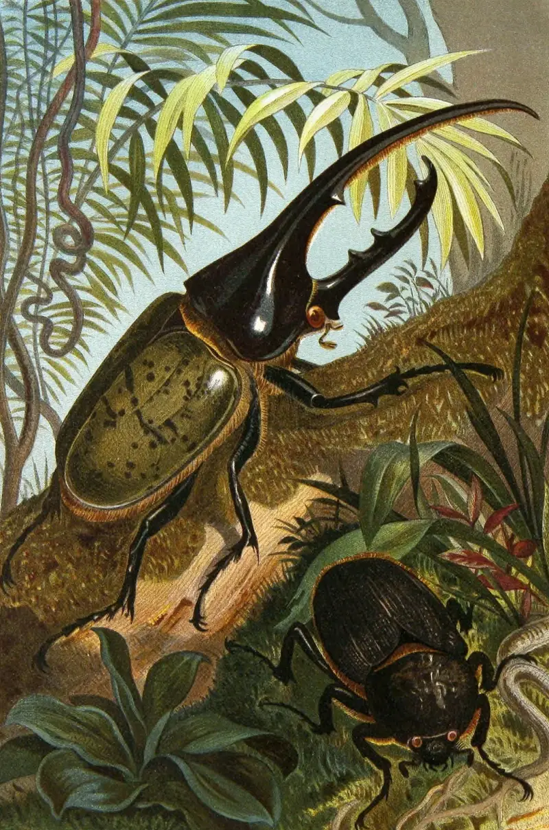 Insekter, tusenfotingar och spindlar, plansch 6 av Alfred Edmund Brehm