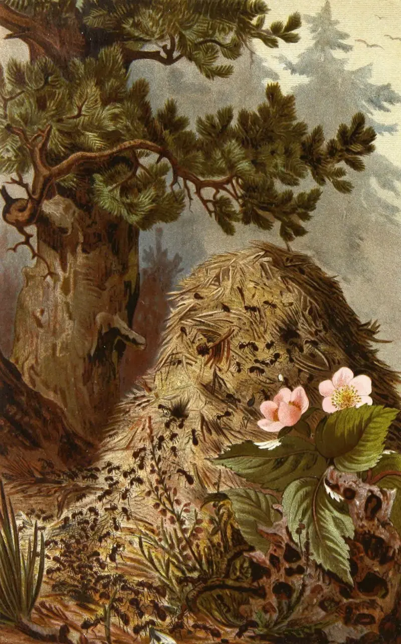 Die Insekten, Tausendfüßler und Spinnen, Tafel 09 von Alfred Edmund Brehm