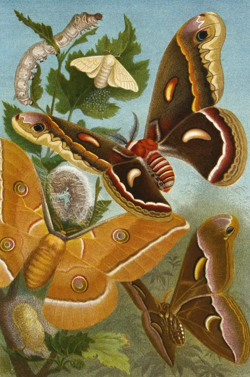 Owady, wije i pająki, tabl. 11, Alfred Edmund Brehm