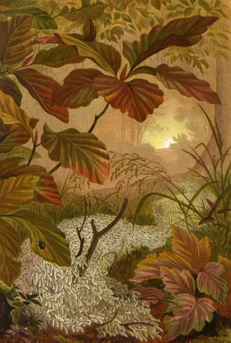 Insekter, tusenfotingar och spindlar, plansch 12 av Alfred Edmund Brehm
