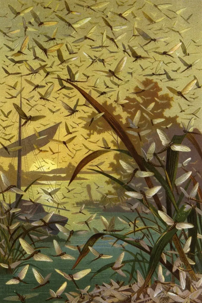 Insekter, tusenfotingar och spindlar, plansch 14 av Alfred Edmund Brehm
