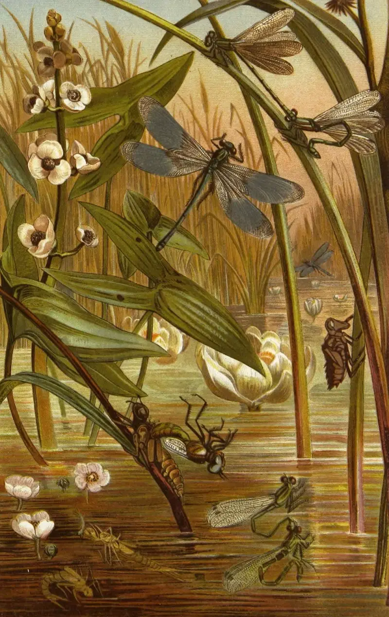 Insekter, tusenfotingar och spindlar, plansch 15 av Alfred Edmund Brehm