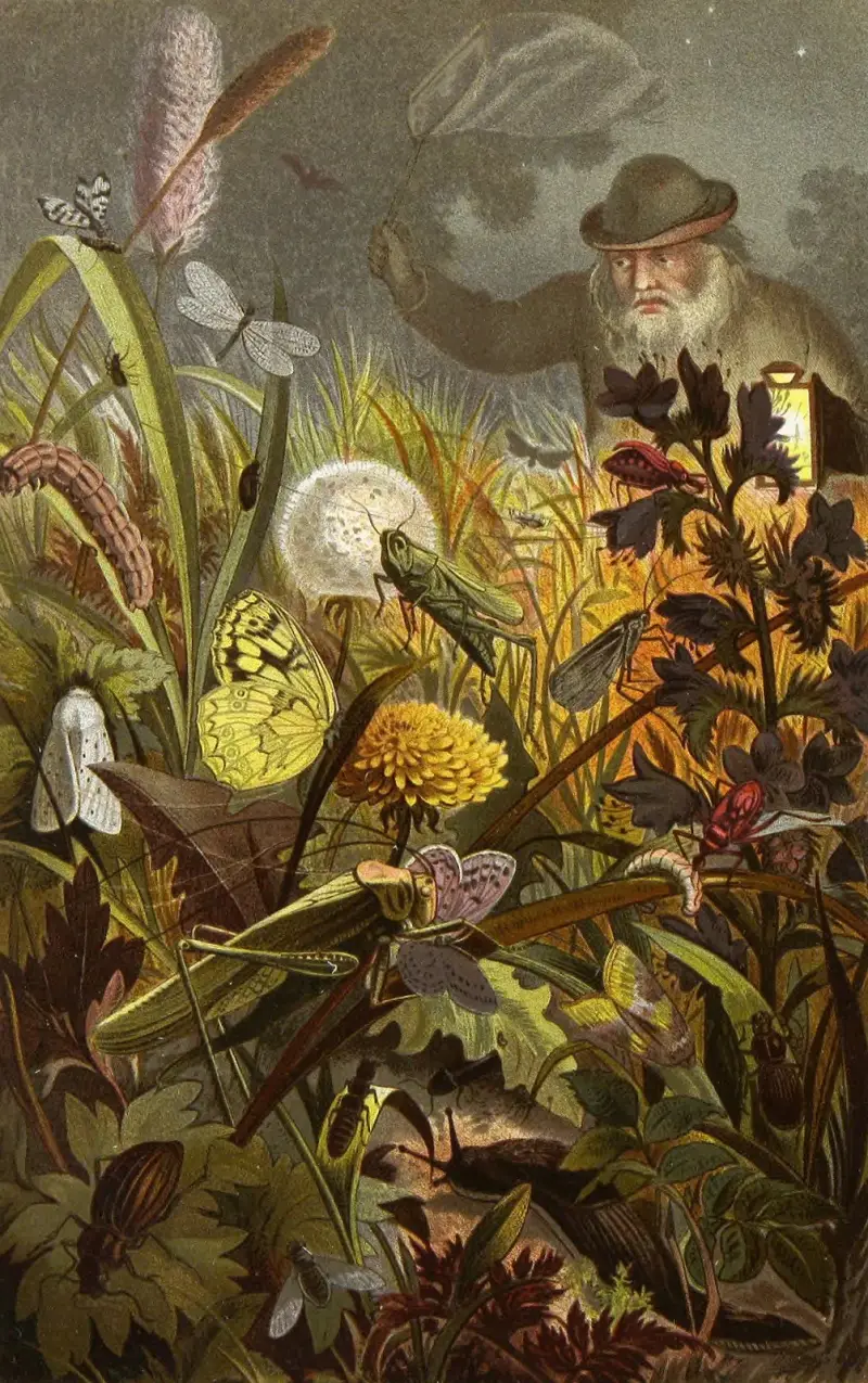 Insekter, tusenfotingar och spindlar, plansch 18 av Alfred Edmund Brehm