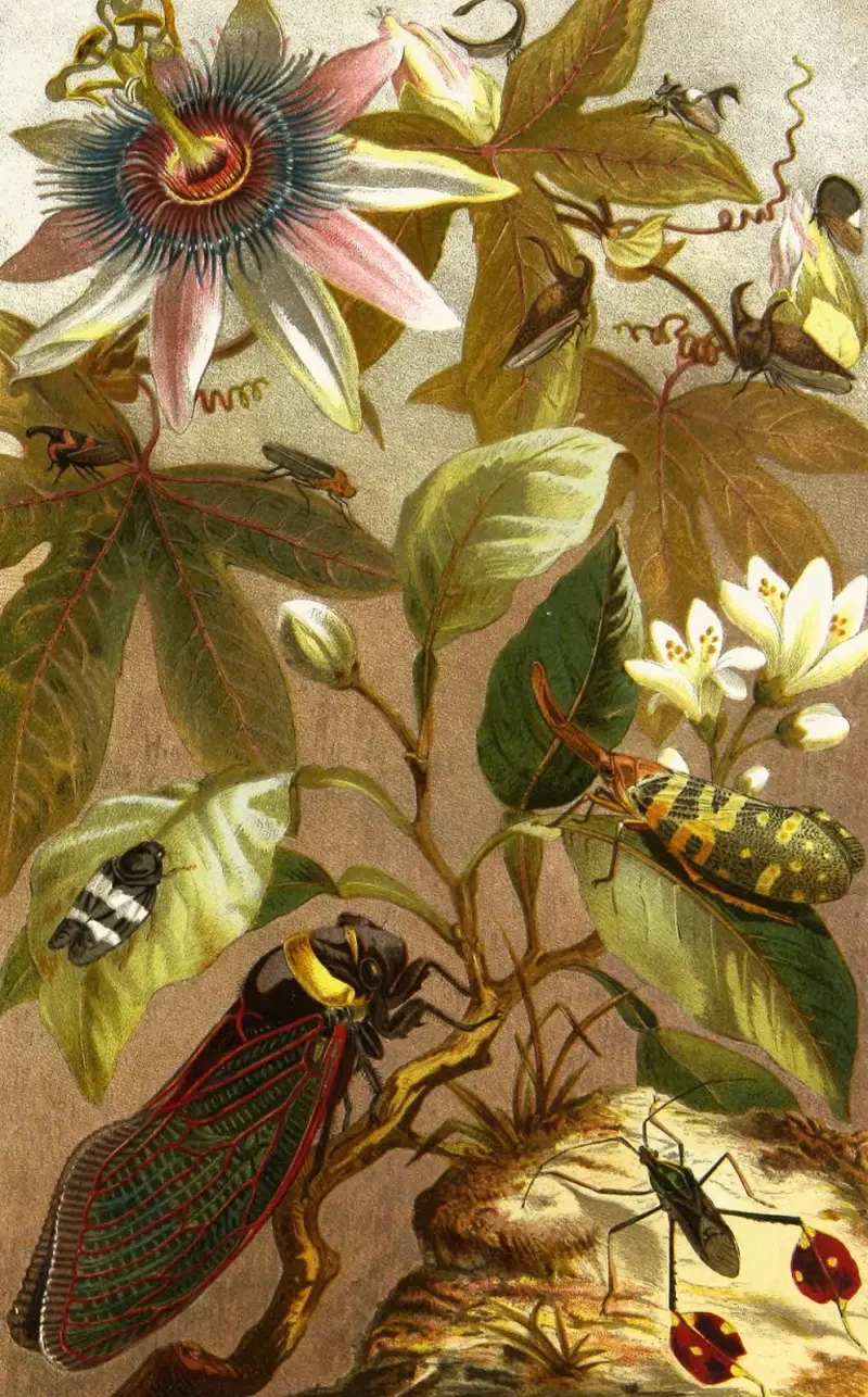 Insekter, tusenfotingar och spindlar, plansch 19 av Alfred Edmund Brehm