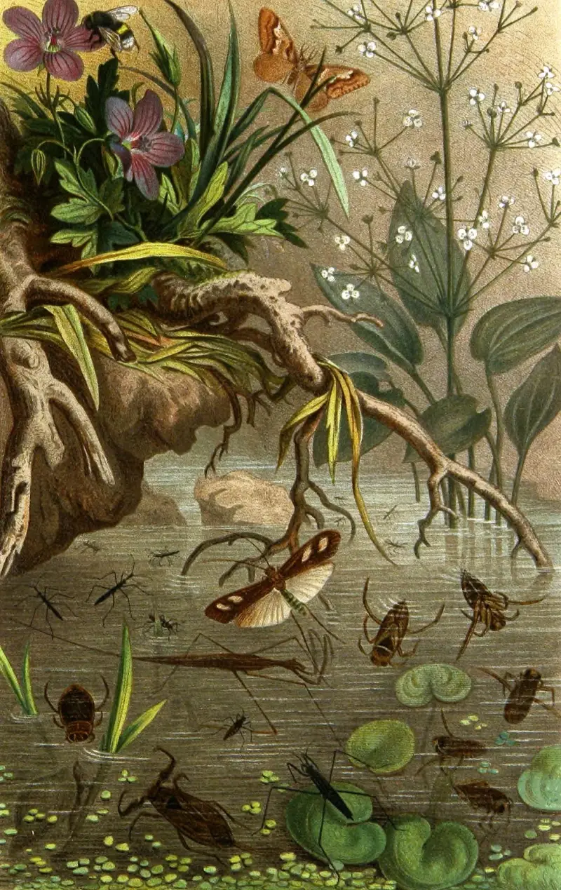 Insekter, tusenfotingar och spindlar, plansch 20 av Alfred Edmund Brehm