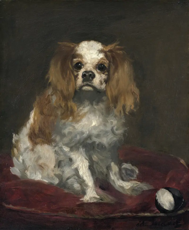 King Charles Spaniel, Édouard Manet