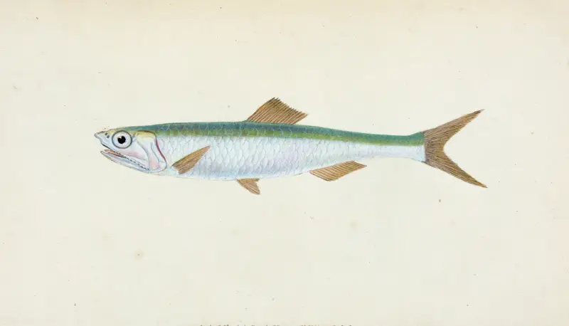 Ansjovis, Clupea encrasicolus av Edward Donovan