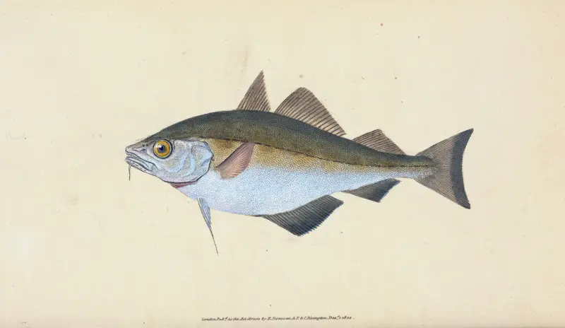Bib, Gadus Luscus von Edward Donovan