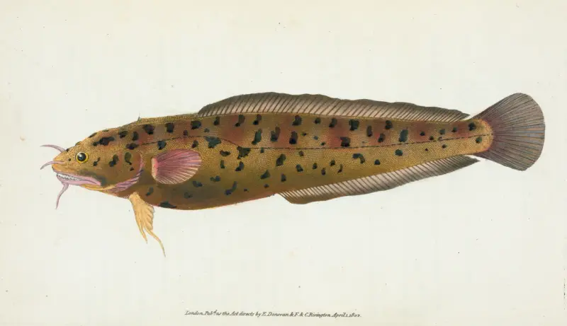 Cod, three-bearded, Gadus Tricirratus av Edward Donovan