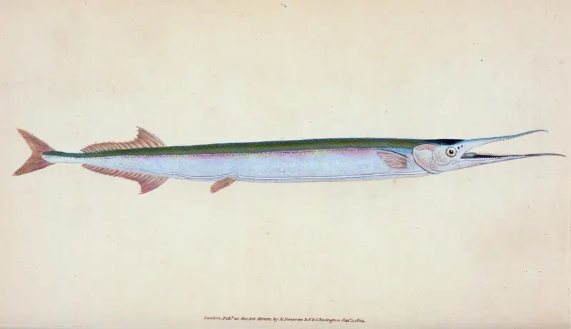 Gemeiner Hornhecht, Esox belone von Edward Donovan