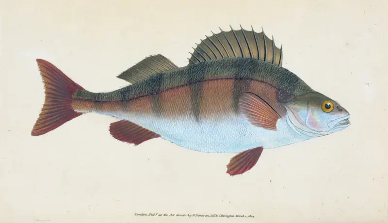 Flussbarsch, Perca fluviatilis von Edward Donovan