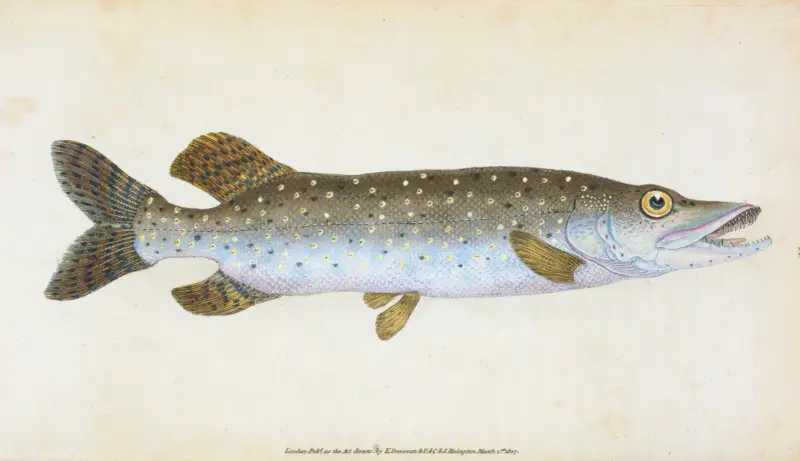 Hecht, Esox Lucius von Edward Donovan
