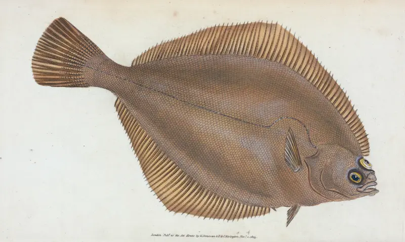 Platýs, Pleuronectes limanda, Edward Donovan