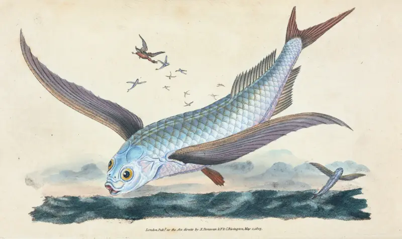 Flying-fish, Exocoetus Volitans av Edward Donovan