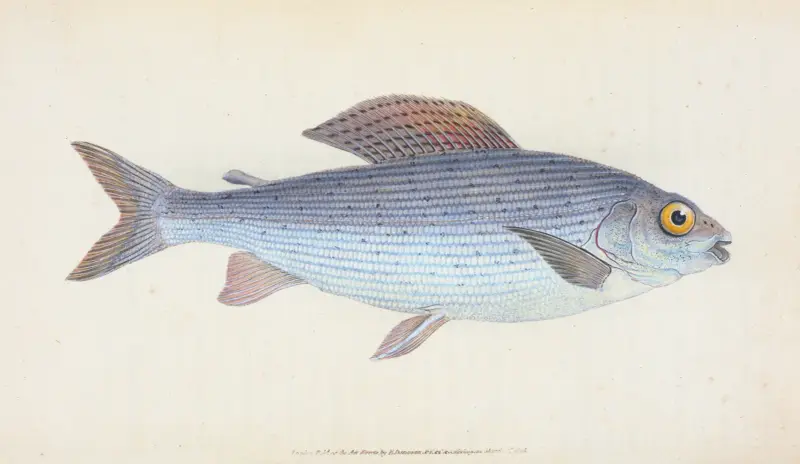 Äsche, Salmo Thymallus von Edward Donovan