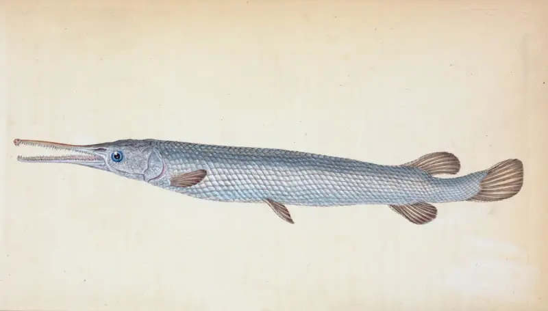 Stor benfisk, Esox osseus av Edward Donovan