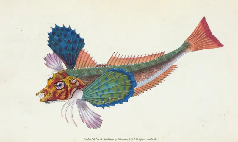 Gurnard, sapphirine, Trigla Hirundo av Edward Donovan
