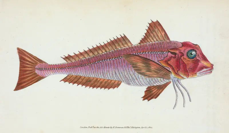 Strömmad knot, Trigla lineatus av Edward Donovan