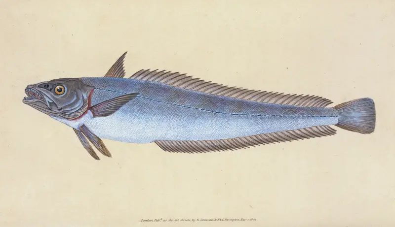 Hake, Gadus Merluccius av Edward Donovan
