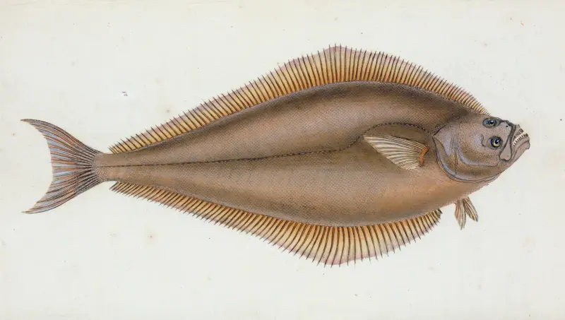 Holibut, Pleuronectes Hippoglossus av Edward Donovan