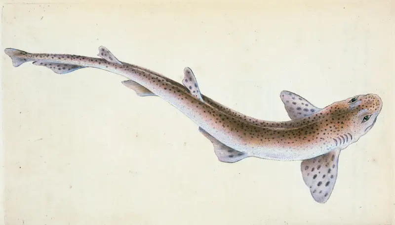 Lesser Spotted Dog-fish, Squalus Catulus av Edward Donovan