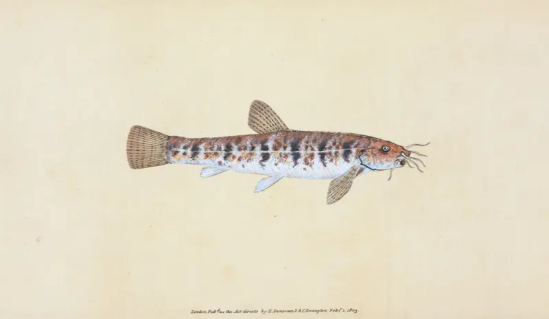 Loche, Cobitis Barbatula, Edward Donovan