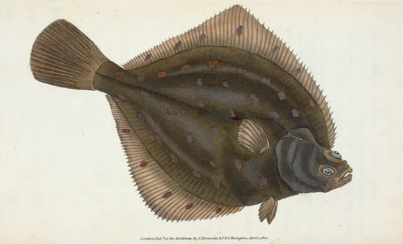 Plaice, Pleuronectes Platessa, Edward Donovan