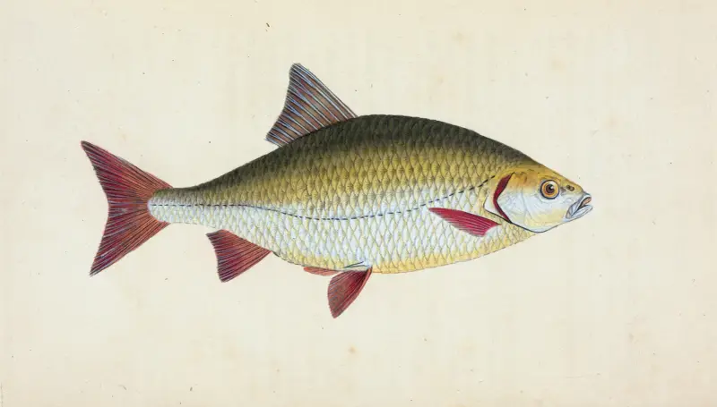Rotfeder, Cyprinus erythrophthalmus von Edward Donovan