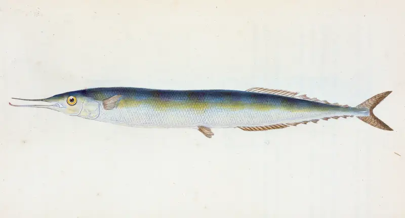 Saury, or Skipper Pike, Esox saurus av Edward Donovan