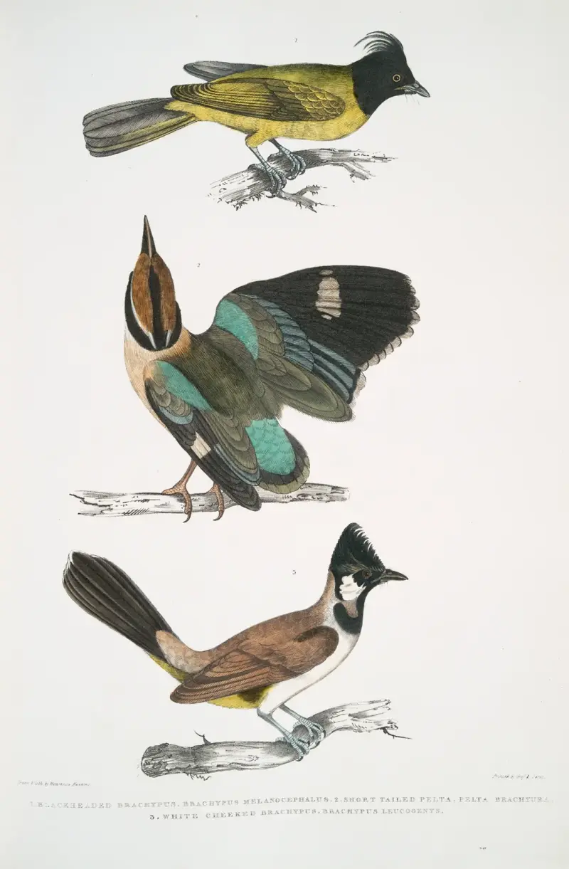 1. Głowacz czarnogłowy, Brachypus melanocephalus; 2. Krótkoogonowa pelta [Pitta], Pelta [Pitta] brachyura, John Edward Gray