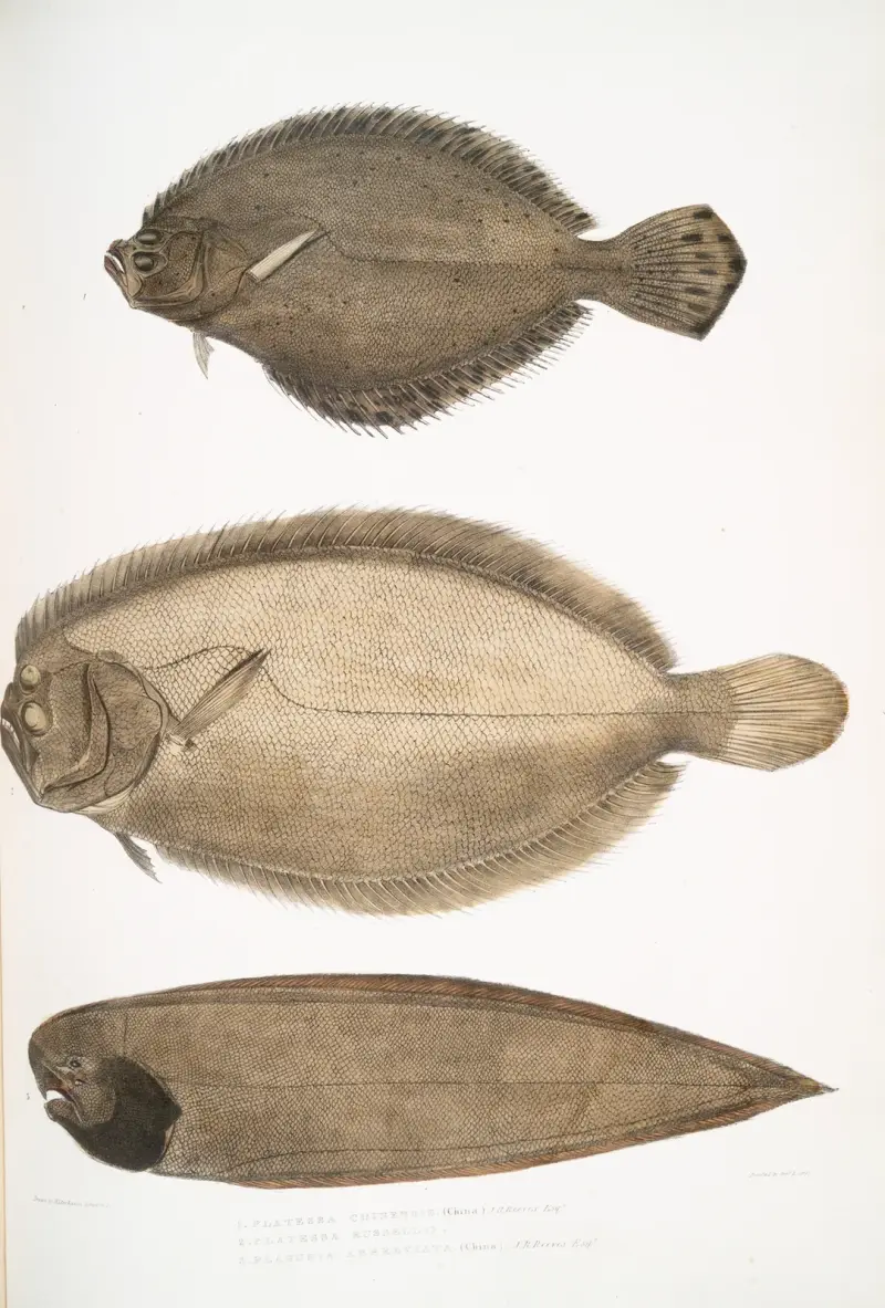 1. Kinesisk rödspätta, Platessa Chinensis; 2. Dr. Russells rödspätta, Platessa Russellii; 3. Kortlinjerad fenlös tunga, Plagusia abbreviata. Kina. av John Edward Gray