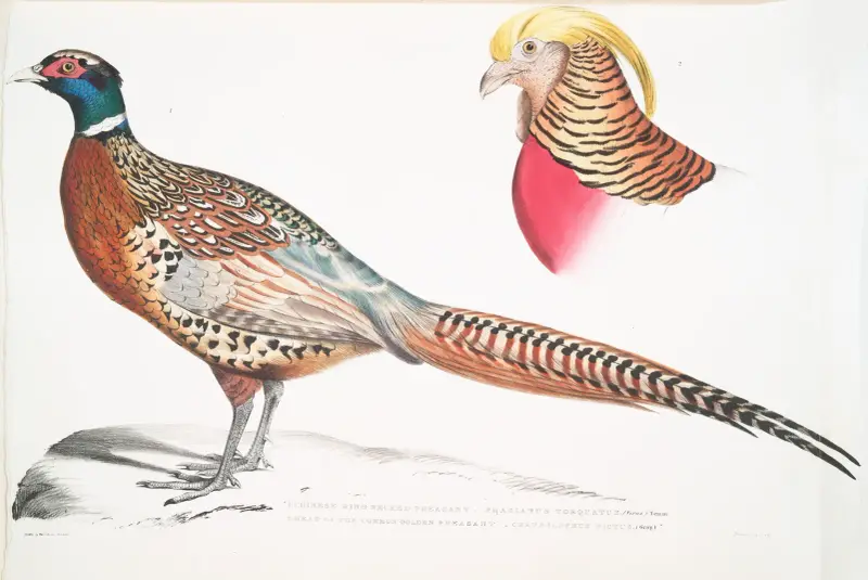 1. Kinesisk ringhalsad fasan, Phasianus torquatus; 2. Huvud av guldfasan, Chrysolophus pictus av John Edward Gray