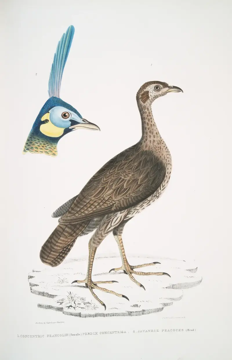 1. Koncentrisk frankolin (hona), Perdix concentrica; 2. Javapåfågel, Pavo muticus. (Huvud) av John Edward Gray