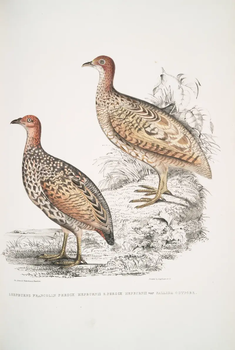 1. Hepburns Frankolin, Perdix hepburnii; 2. Perdix hepburnii, Var. pallida odypore. von John Edward Gray