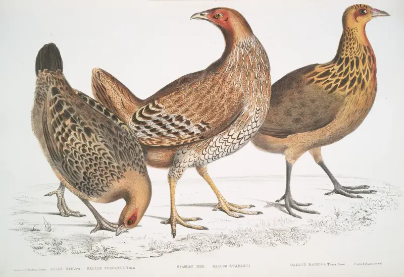 1. Javahöna, Gallus furcatus; 2. Lord Stanleys höna, Gallus Stanleyi; 3. Banks höna, Gallus Bankiva. av John Edward Gray