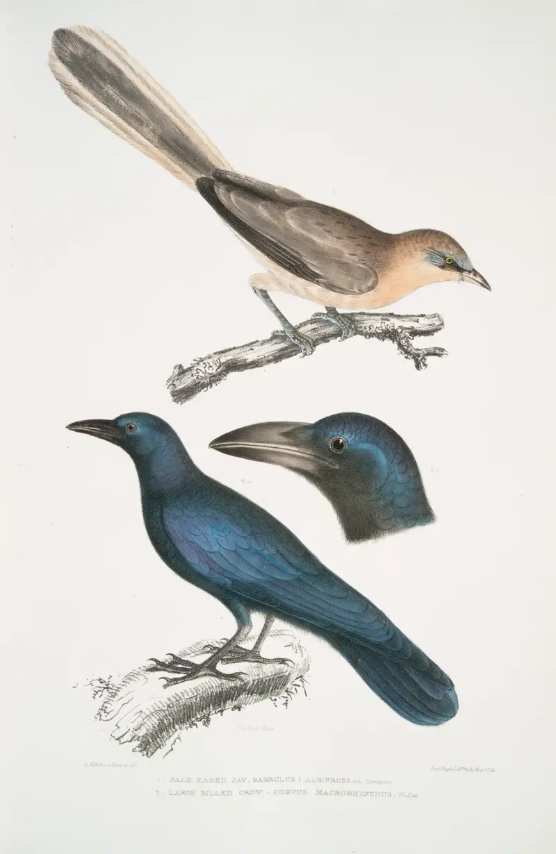1. Blekgrå nötskrika, Garrulus albifrons; 2. Stornäbbad kråka, Corvus macrorhynchus. av John Edward Gray
