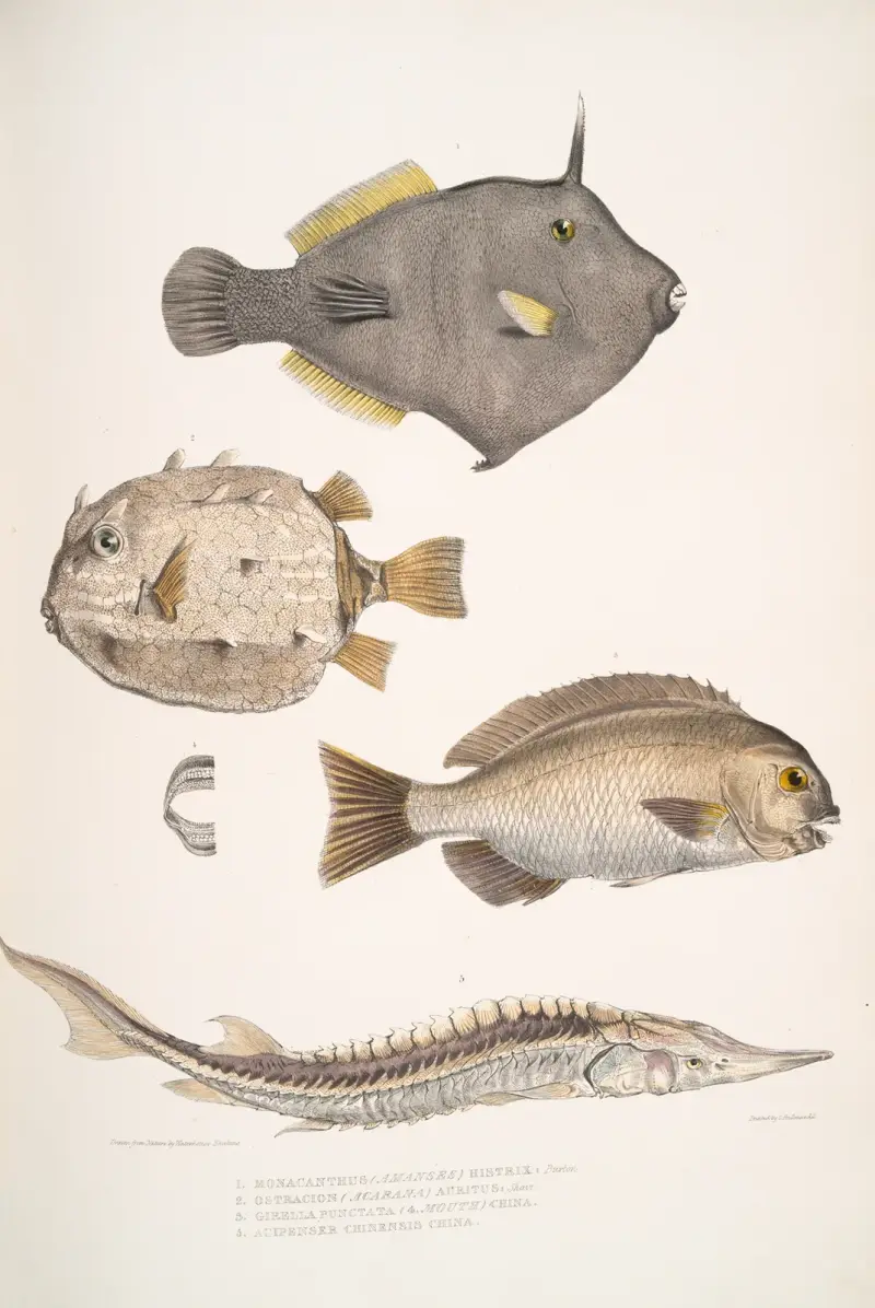 1. Taggig monacanthus, Monacanthus (Amanses) Histrix; 2. Mångtaggig kistfisk, Ostracion (Acarana) auritus av John Edward Gray