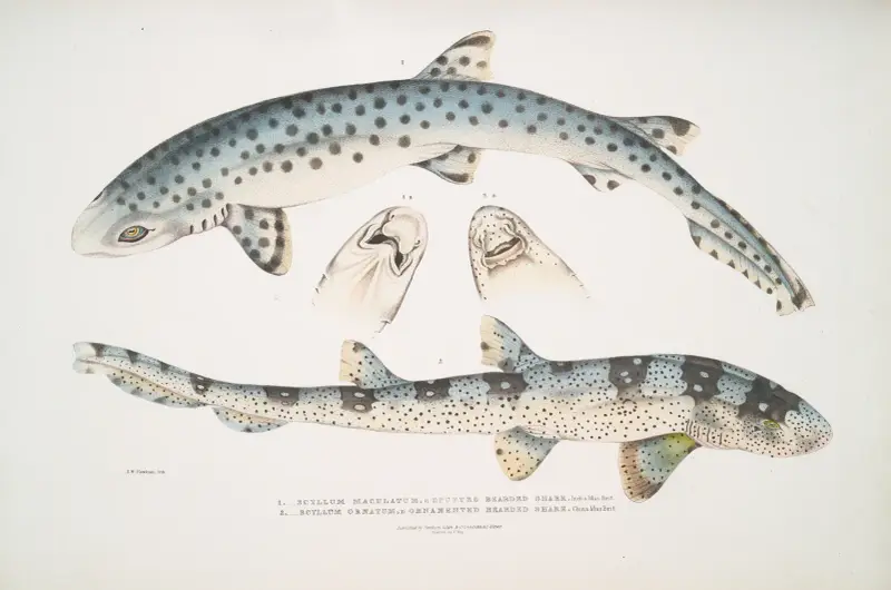 1. Fläckig skäggaj, Scyllum maculatum. Indien, Mus. Brit.; 2. Ornamenterad skäggaj, Scyllum ornatum av John Edward Gray