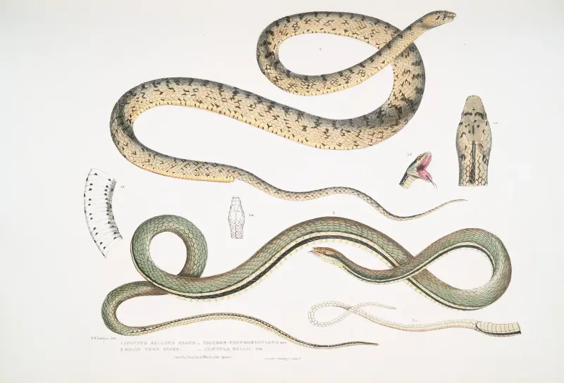1. Fläckbukig snok, Coluber ventromaculatis; 2. Bells trädorm, Ahætula Bellii. av John Edward Gray