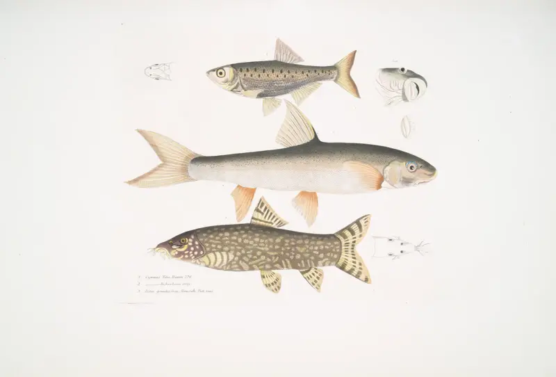 1. Tileo-karp, Cyprinus Tileo; 2. Richardsons karp, Cyprinus Richardsonii; 3. Vacker botia, Botia grandis. av John Edward Gray