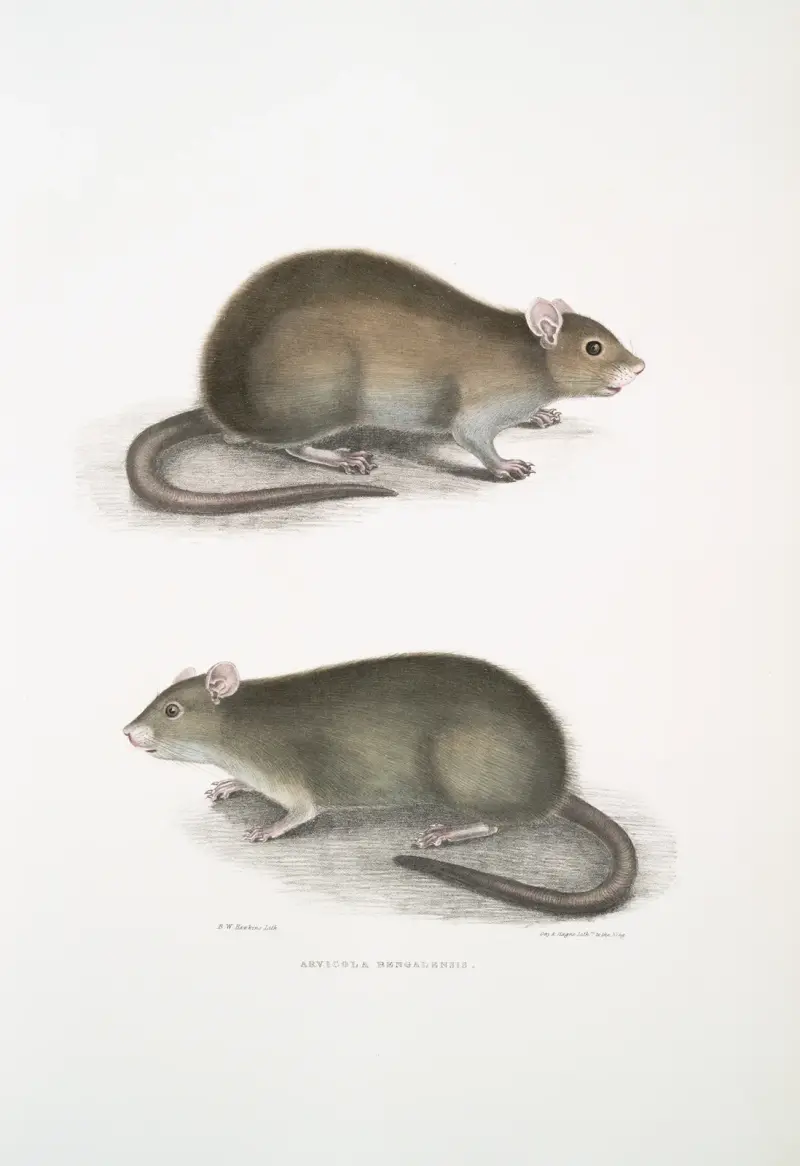 Bengalische Wühlmaus, Arvicola bengalensis von John Edward Gray