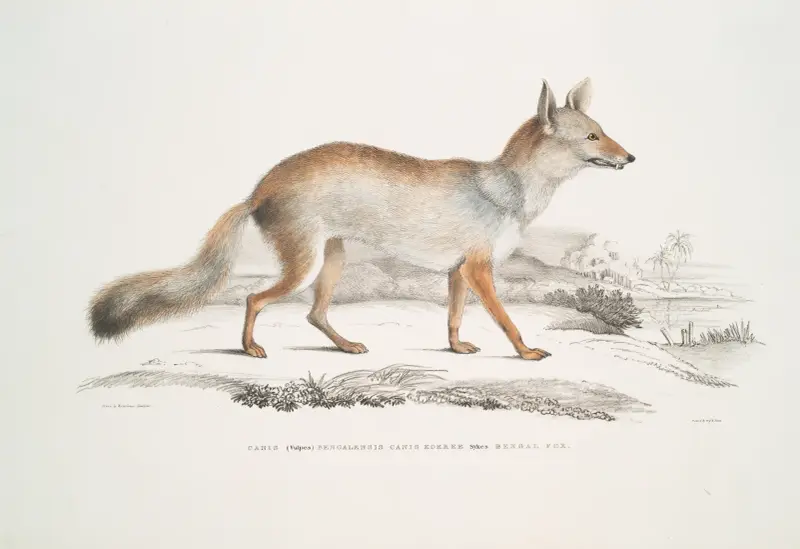 Bengalisk räv, Canis (Vulpes) Bengalensis, Canis Kokree. av John Edward Gray
