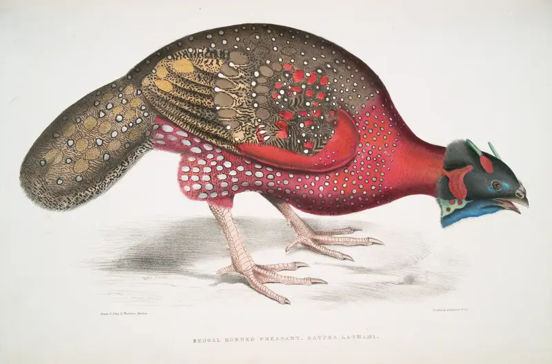 Bengalisk hornfasan, Satyra Lathami. av John Edward Gray