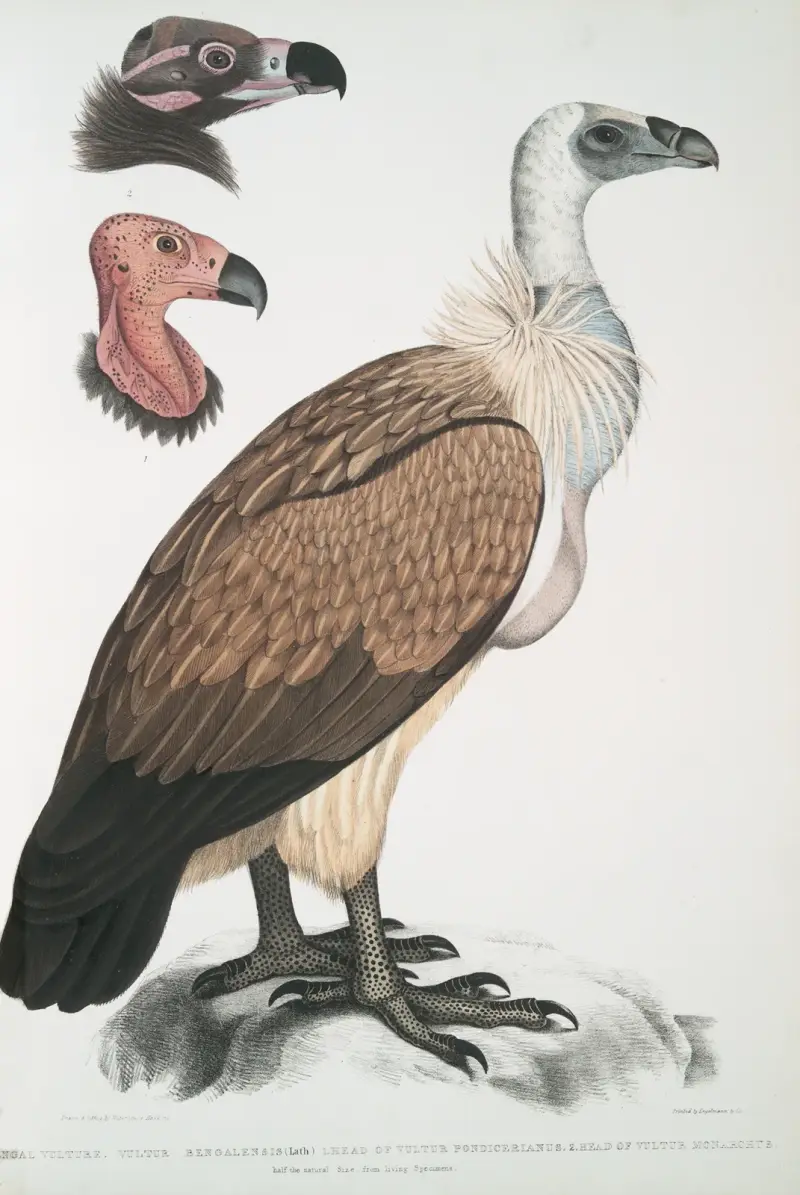Bengalisk gam, Vultur Bengalensis. 1 Huvud av Vultur Pondicherianus; 2. Huvud av Vultur monarchus [monachus]. av John Edward Gray