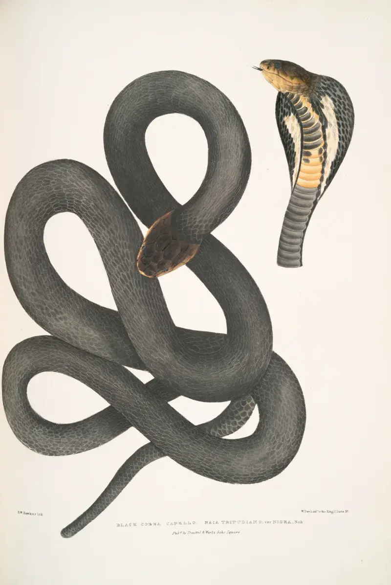 Svart glasögonorm, Naia tripudians, var. nigra. av John Edward Gray