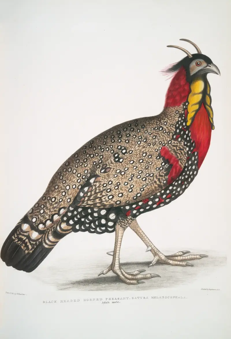 Svarthuvad hornfasan, Satyra melanocephala. Vuxen hane. av John Edward Gray
