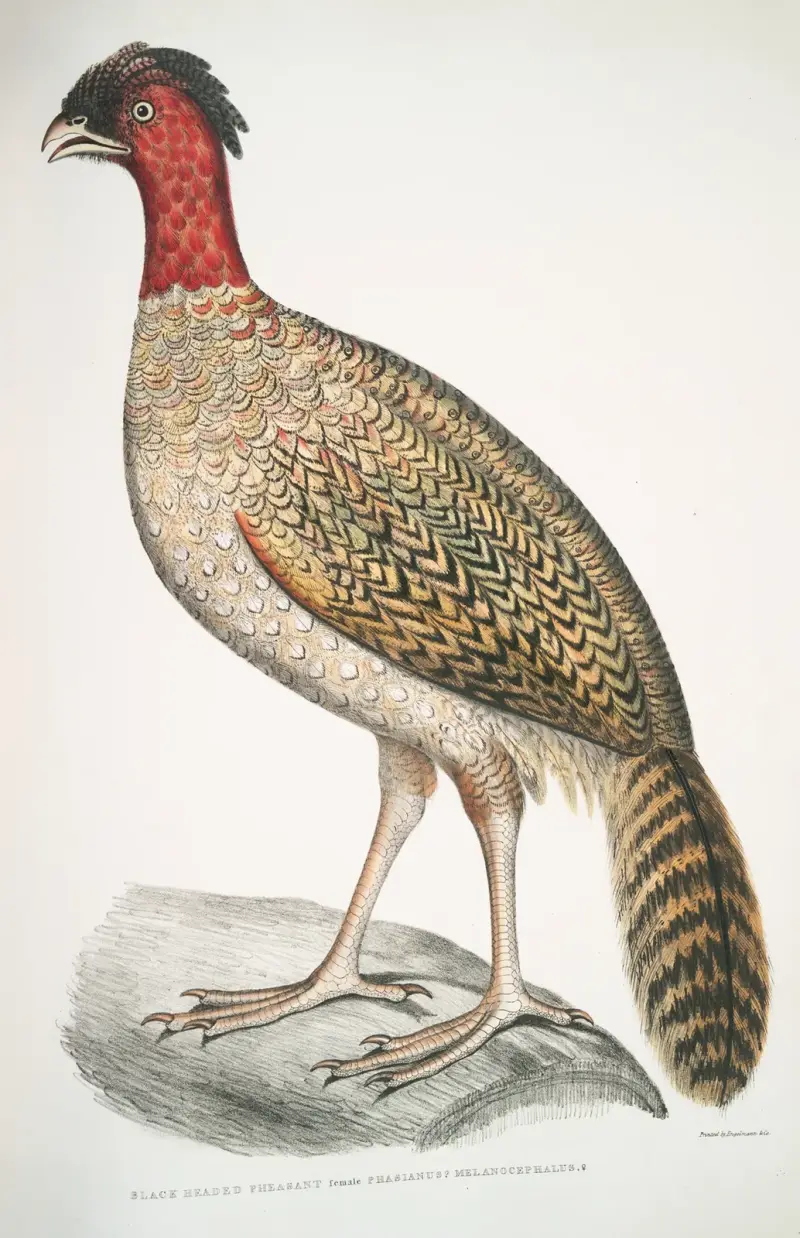 Svarthuvad fasan, Phasianus melanocephalus. Hona. av John Edward Gray