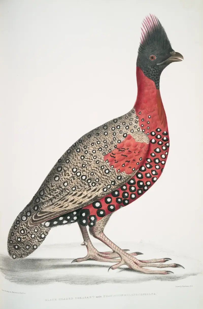 Svarthuvad fasan, Phasianus melanocephalus. Ung hane. av John Edward Gray