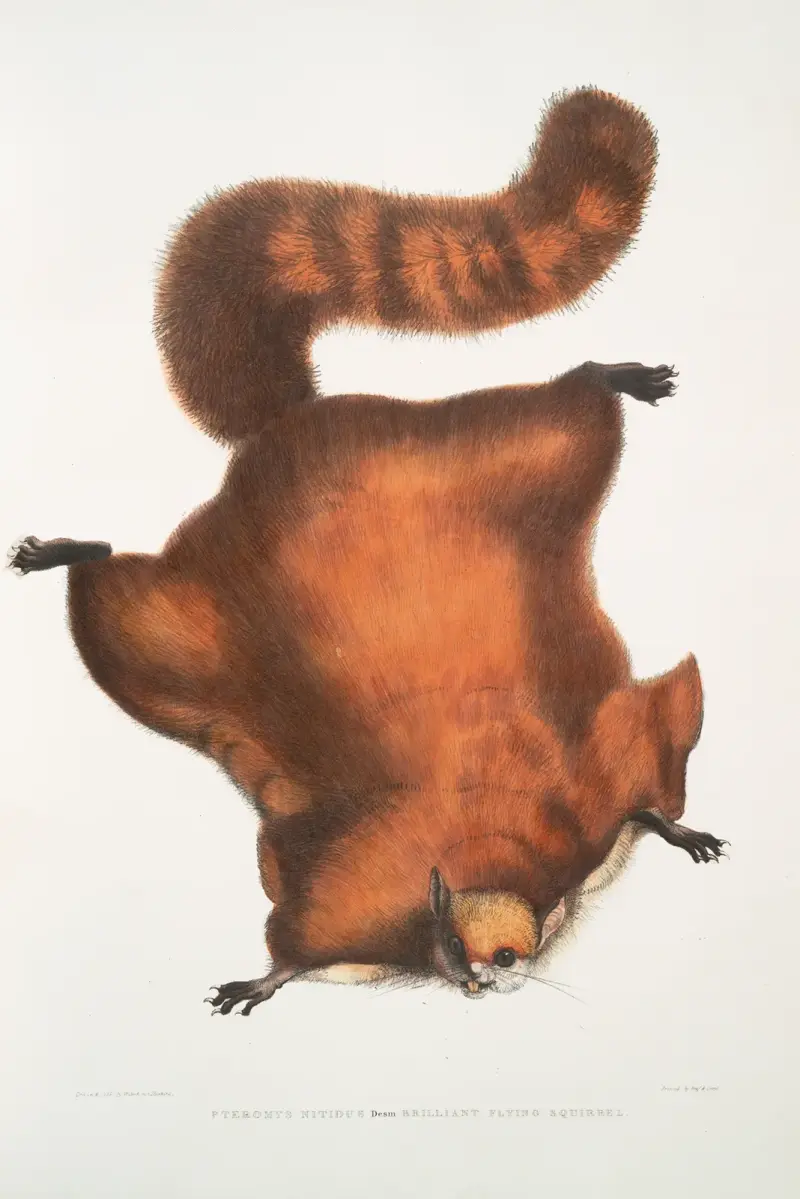 Herrlicher Gleithörnchen, Pteromys nitidus von John Edward Gray