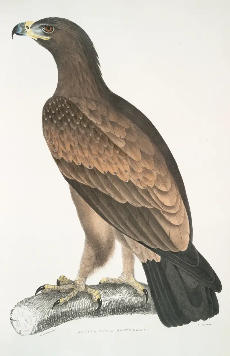 Brauner Adler, Aquilla fusca. von John Edward Gray
